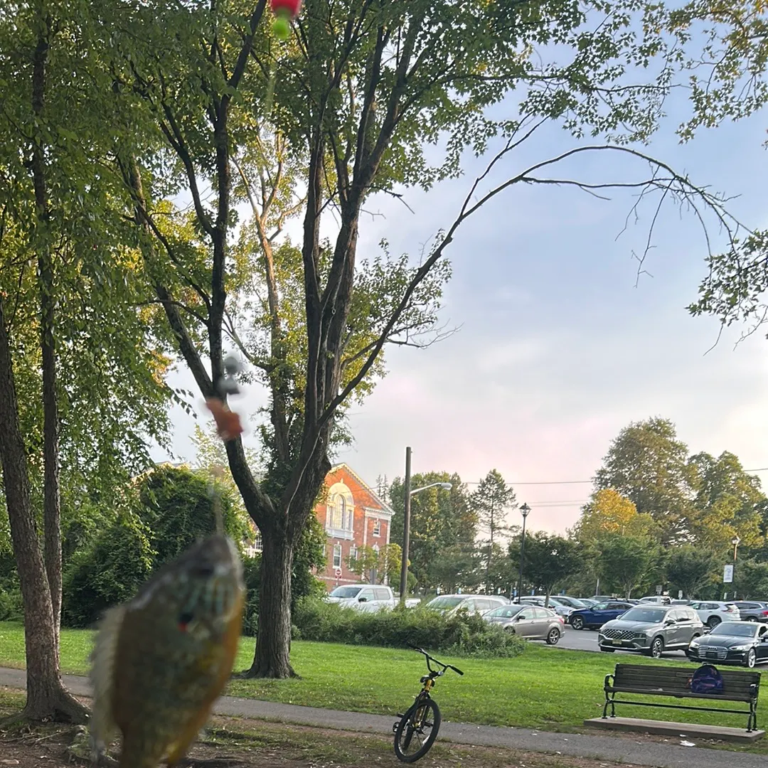 Pumpkinseed caught on Fishbrain