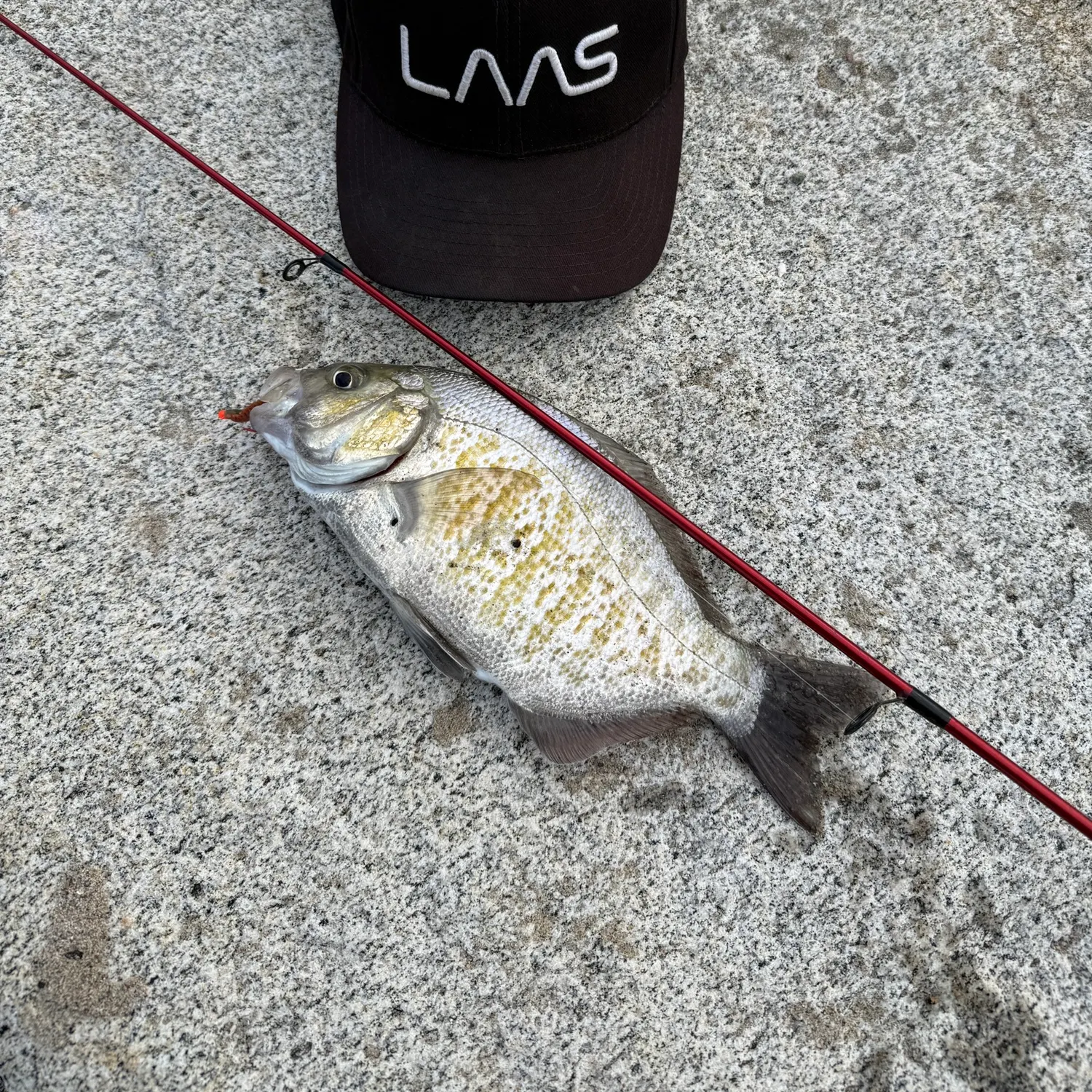 The most recent Barred surfperch catches on Fishbrain