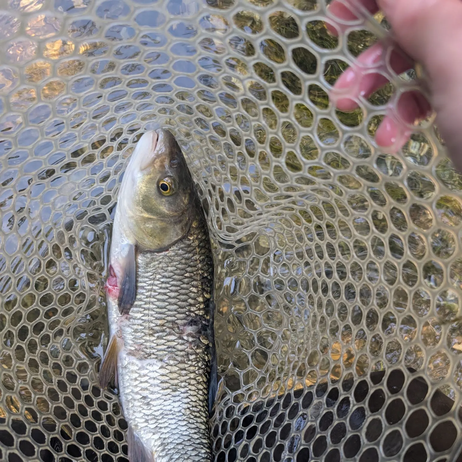 European chub caught on Fishbrain