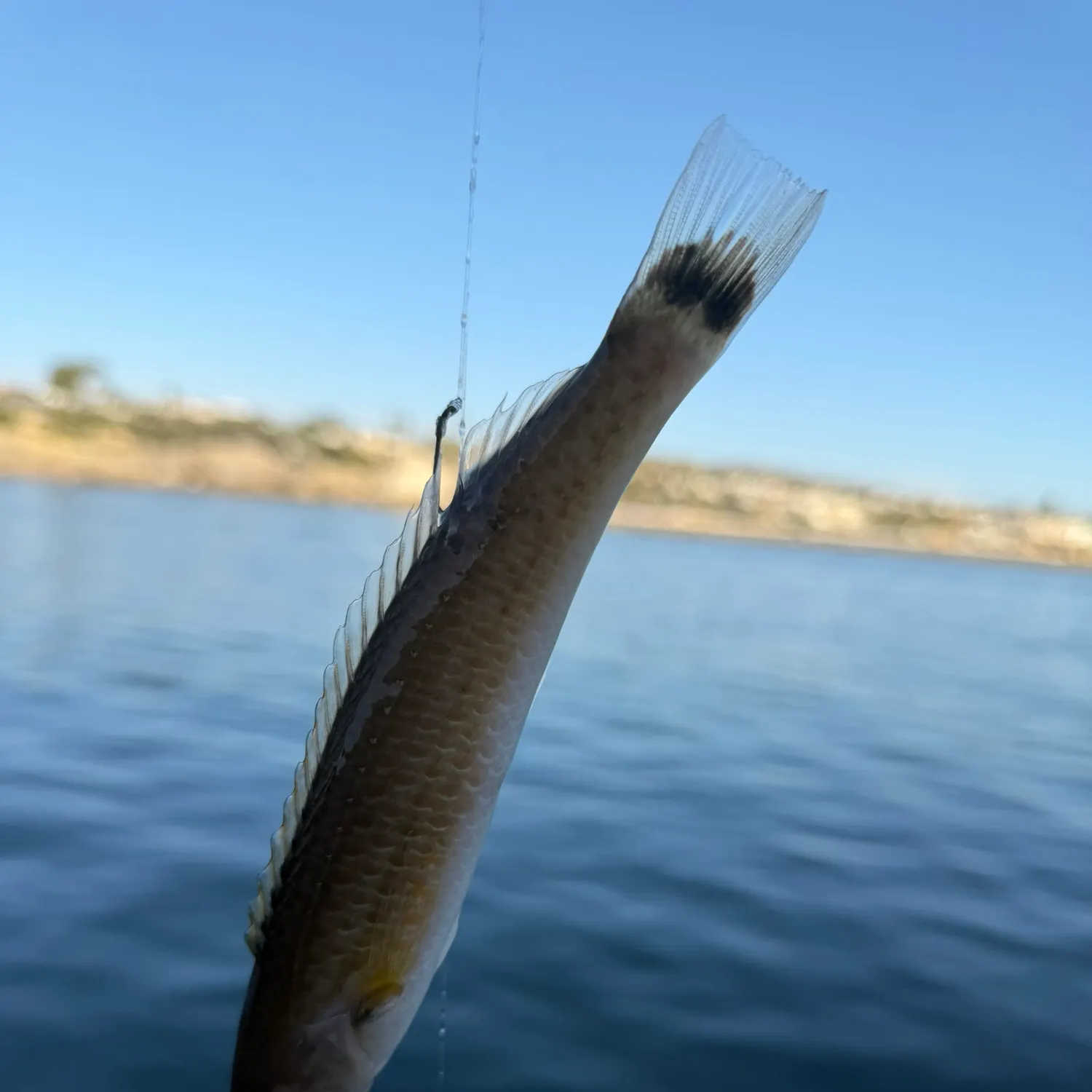 The most recent Señorita catches on Fishbrain