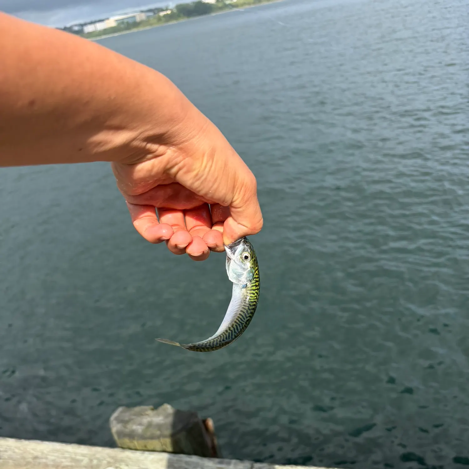 Atlantic mackerel caught on Fishbrain