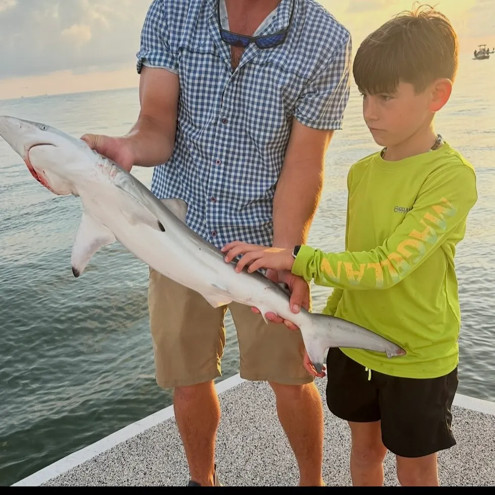 The most recent Blacktip shark catches on Fishbrain