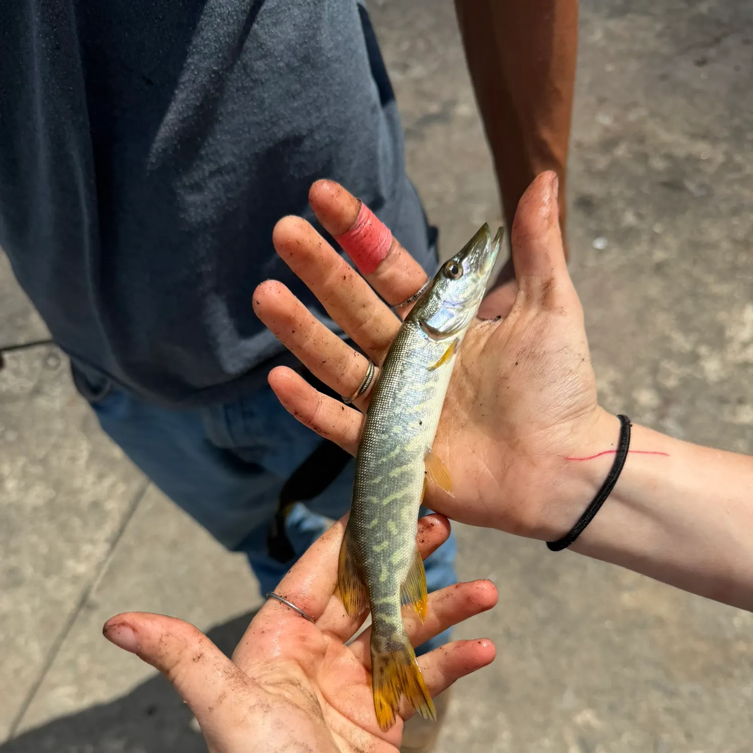 The most recent Grass pickerel catches on Fishbrain