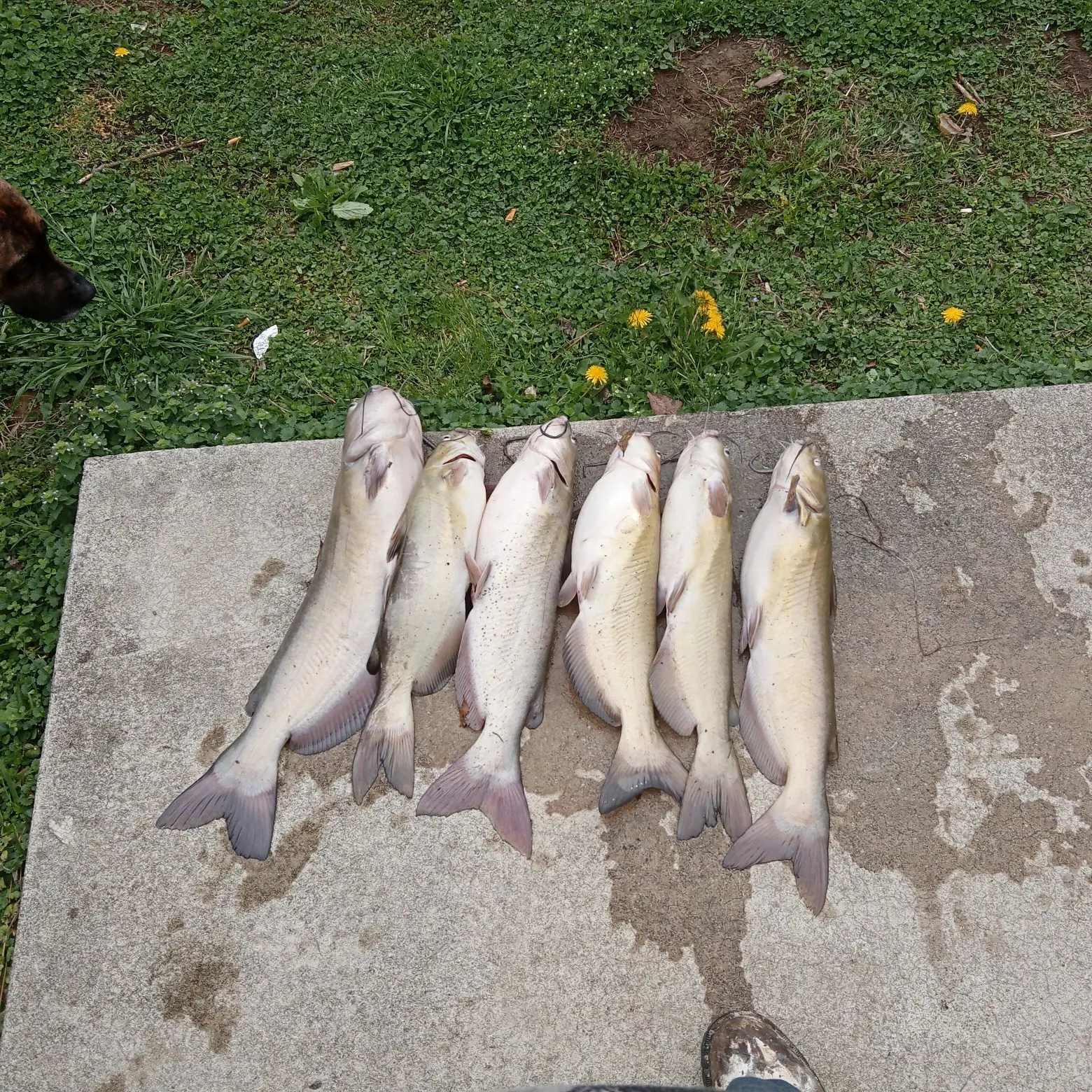 recently logged catches