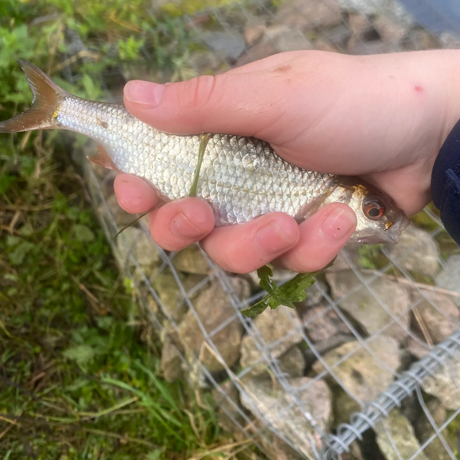 Common roach caught on Fishbrain
