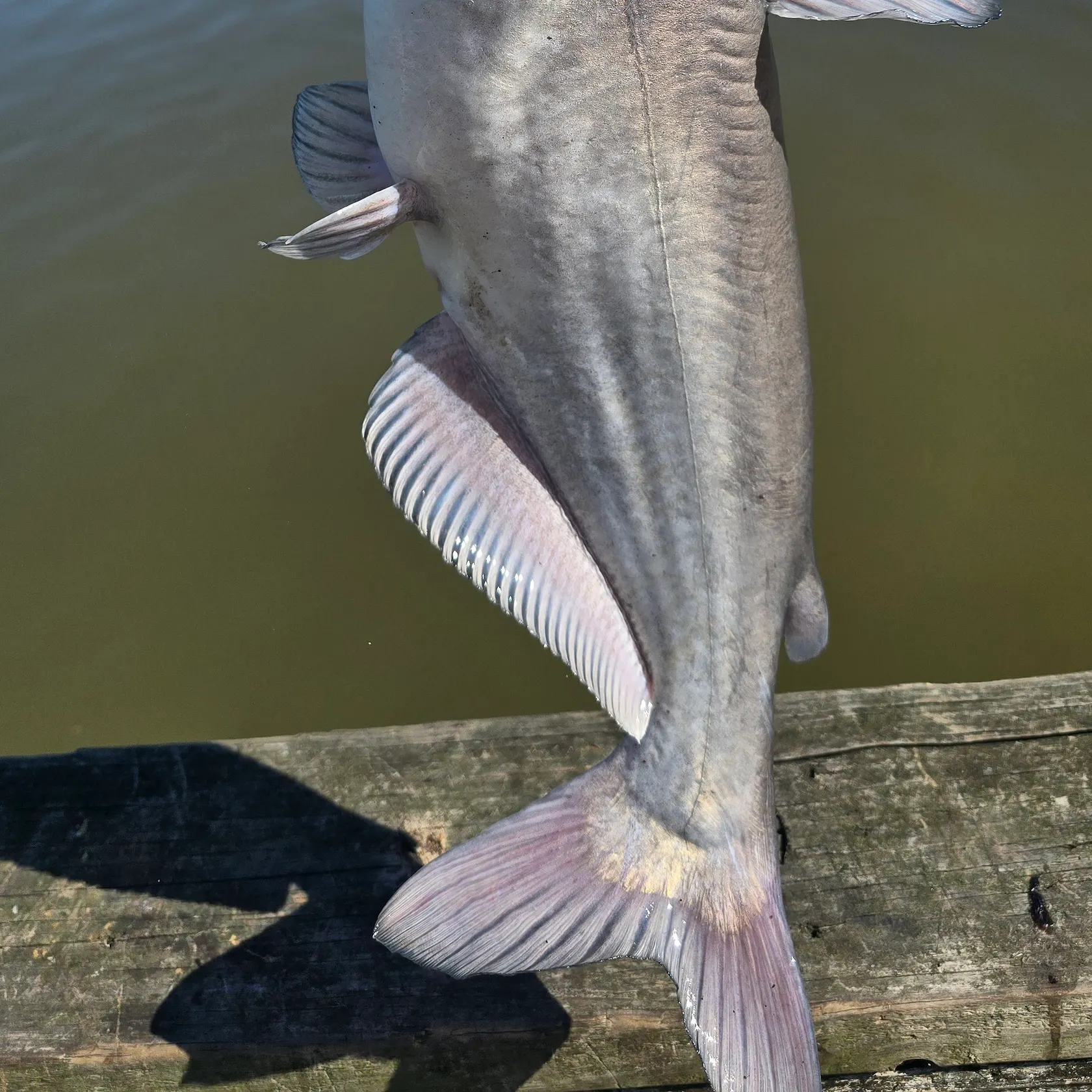 Blue catfish caught on Fishbrain