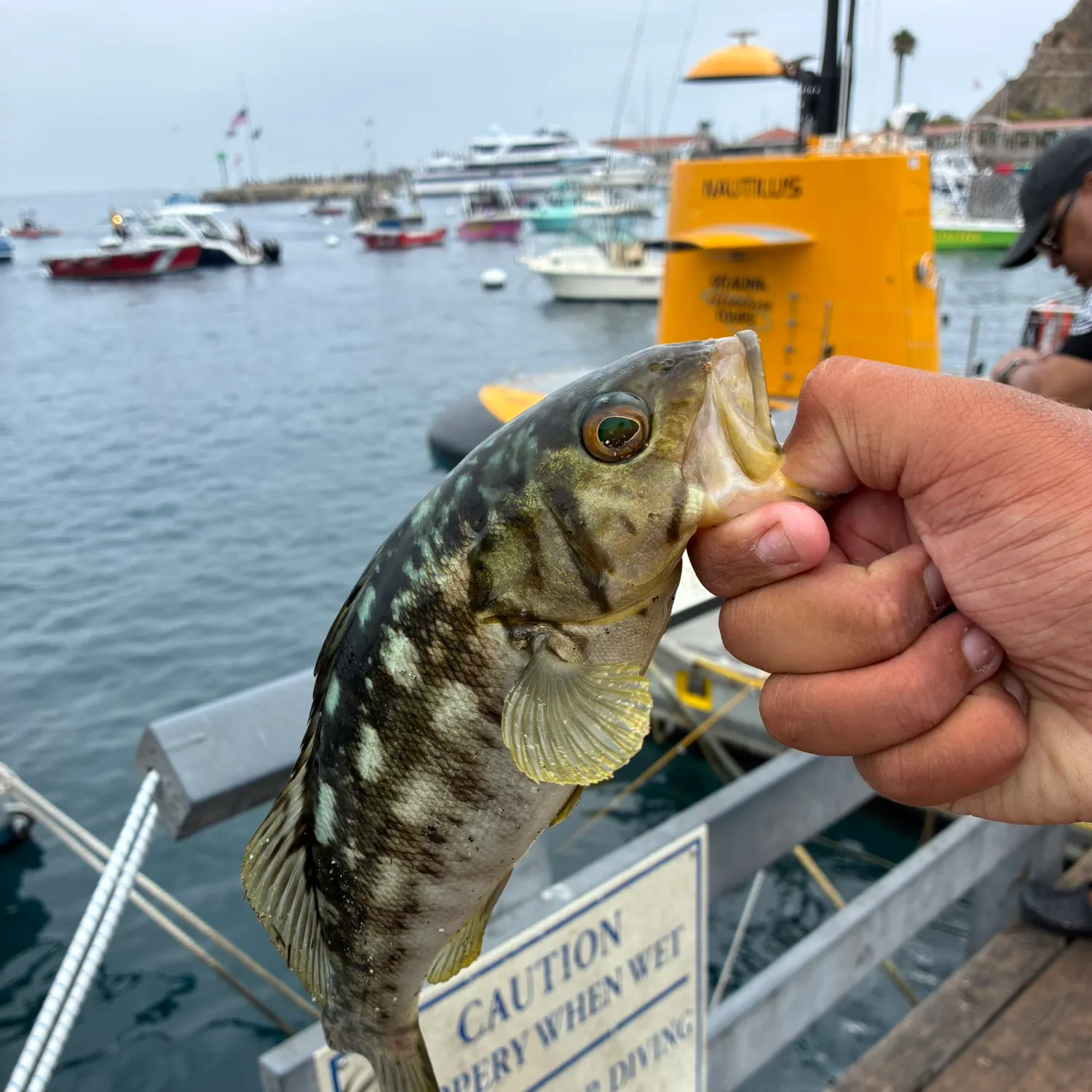 Kelp bass caught on Fishbrain