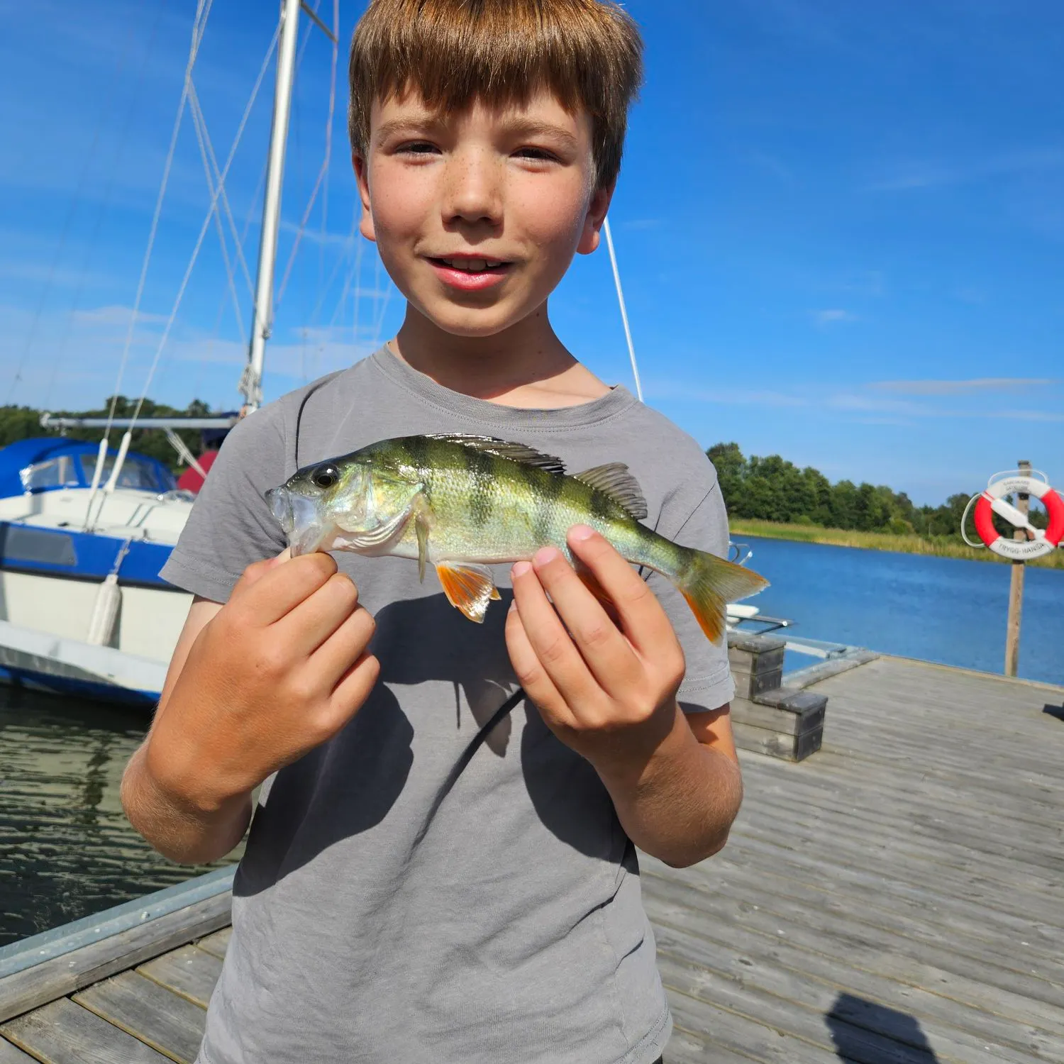 European perch caught on Fishbrain
