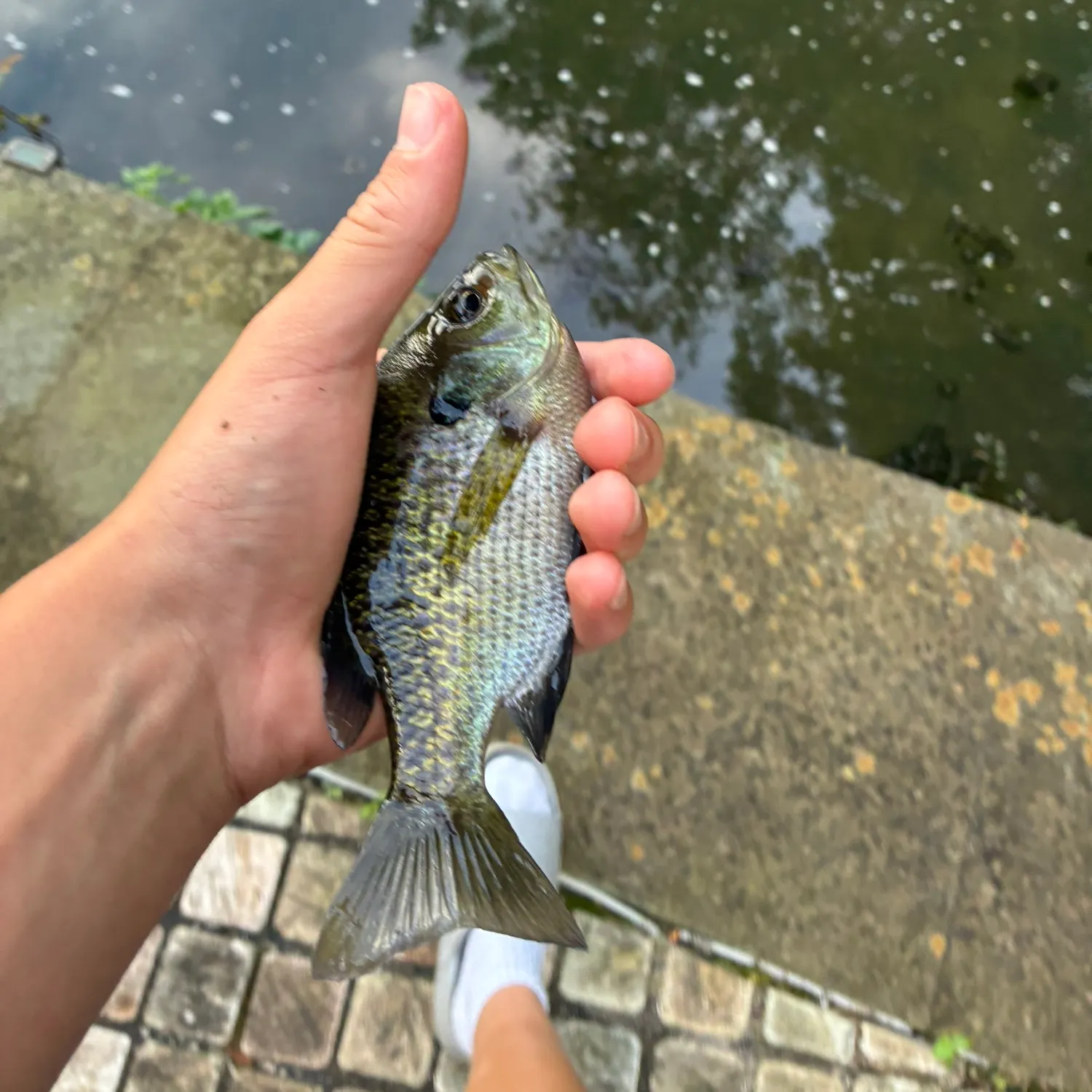Bluegill caught on Fishbrain