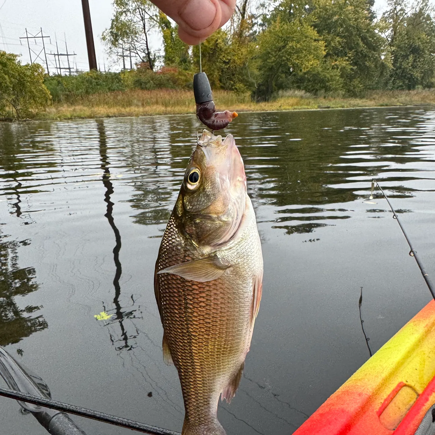 White perch caught on Fishbrain