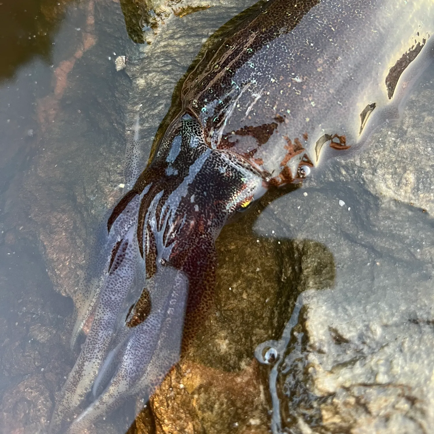 The most recent Bigfin reef squid catches on Fishbrain