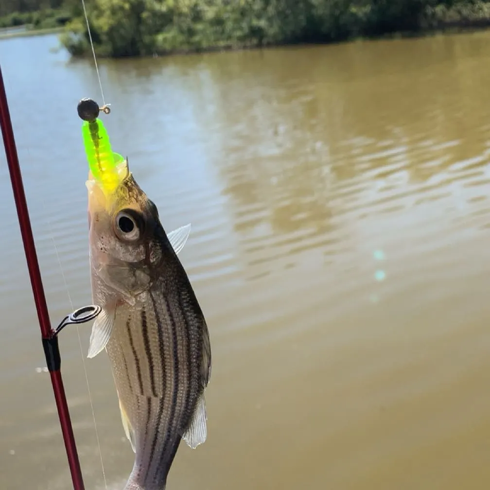 Yellow bass caught on Fishbrain