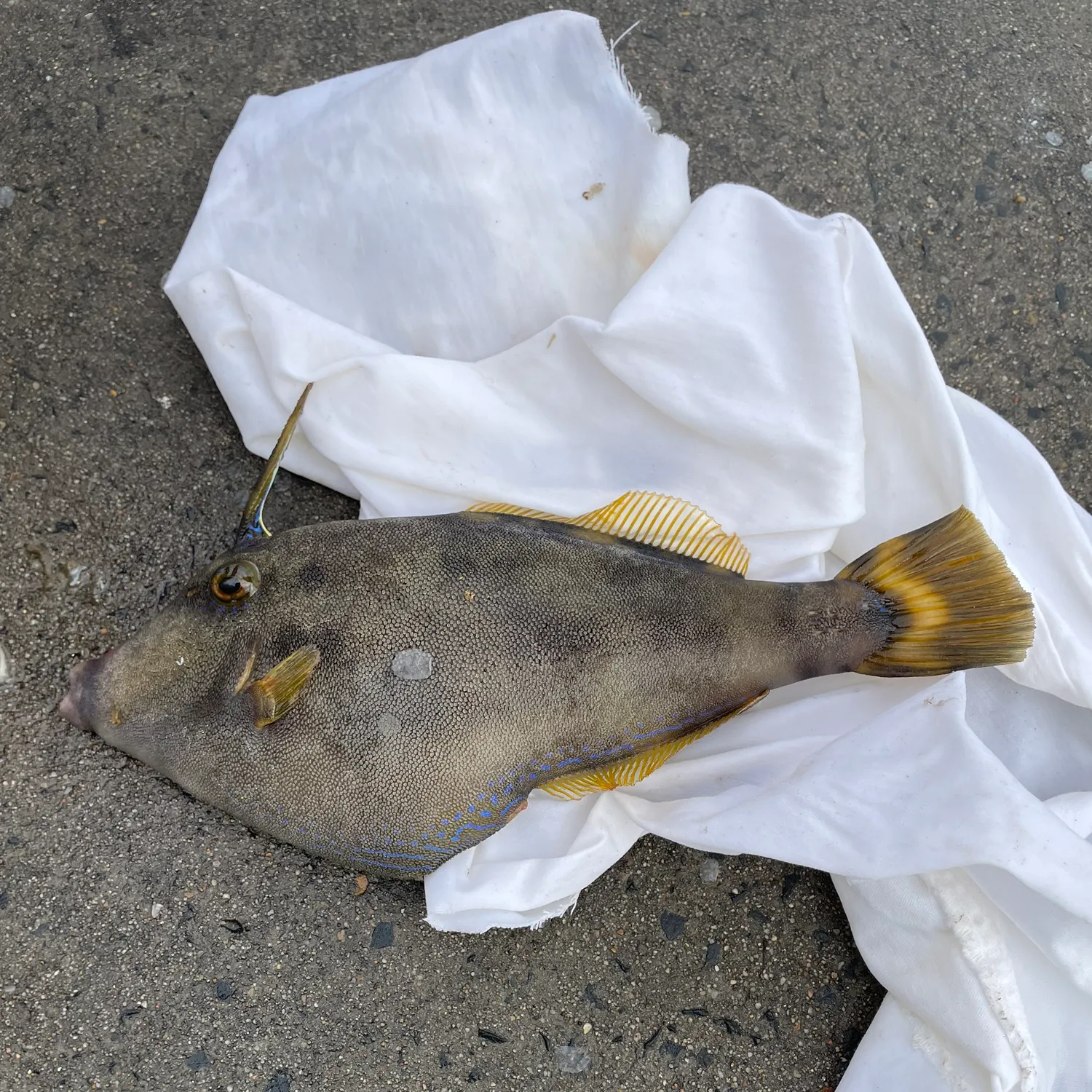 The most recent Black reef leatherjacket catches on Fishbrain