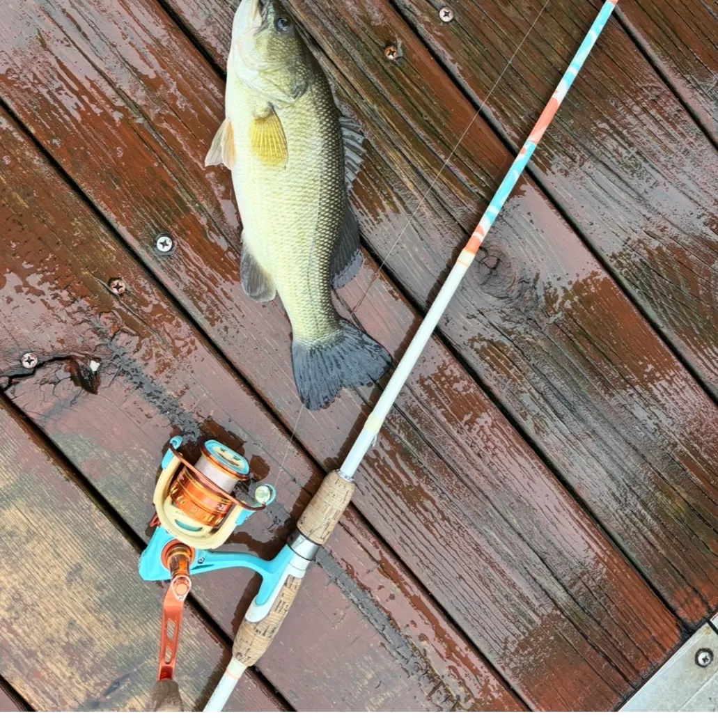 Largemouth bass caught on Fishbrain