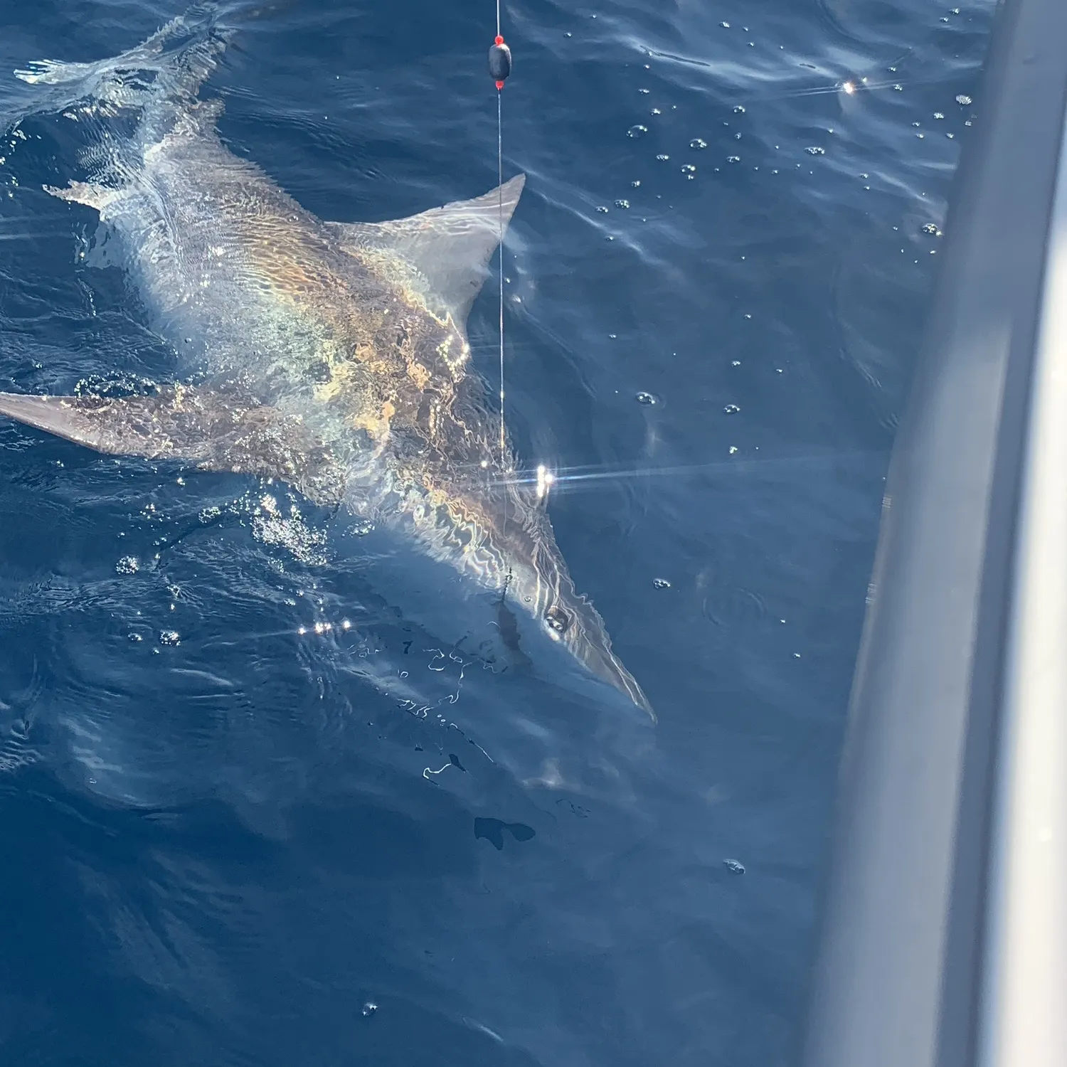 The most recent Tiger shark catches on Fishbrain
