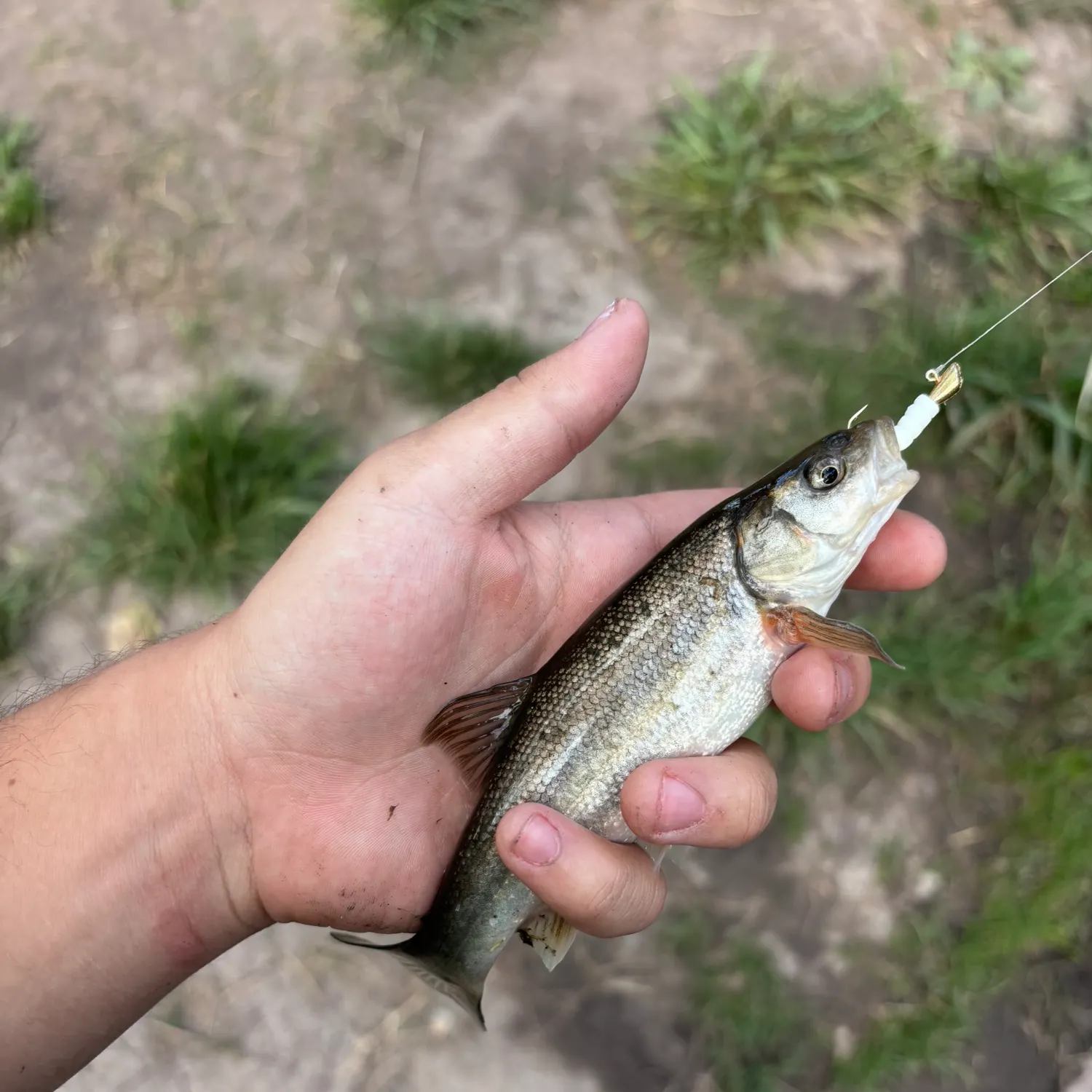 The most recent Rio Grande chub catches on Fishbrain
