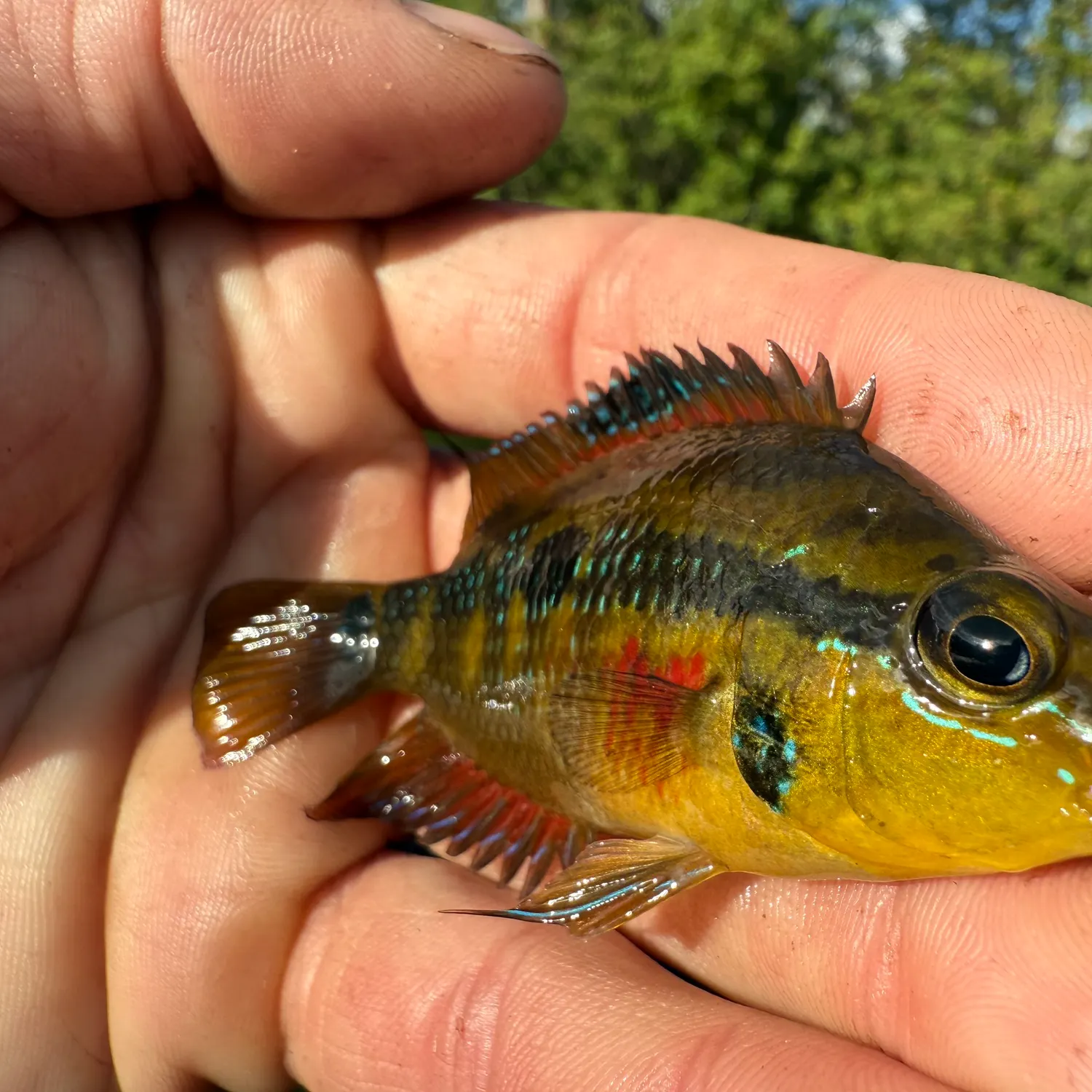 The most recent Yellowbelly cichlid catches on Fishbrain