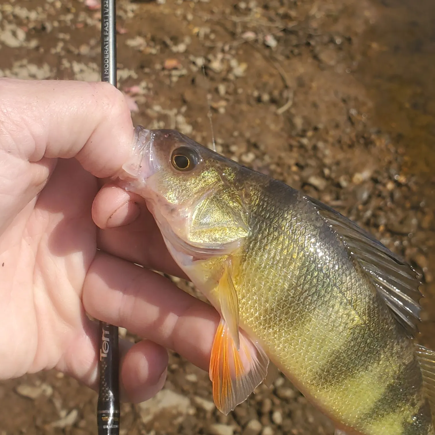 Yellow perch caught on Fishbrain