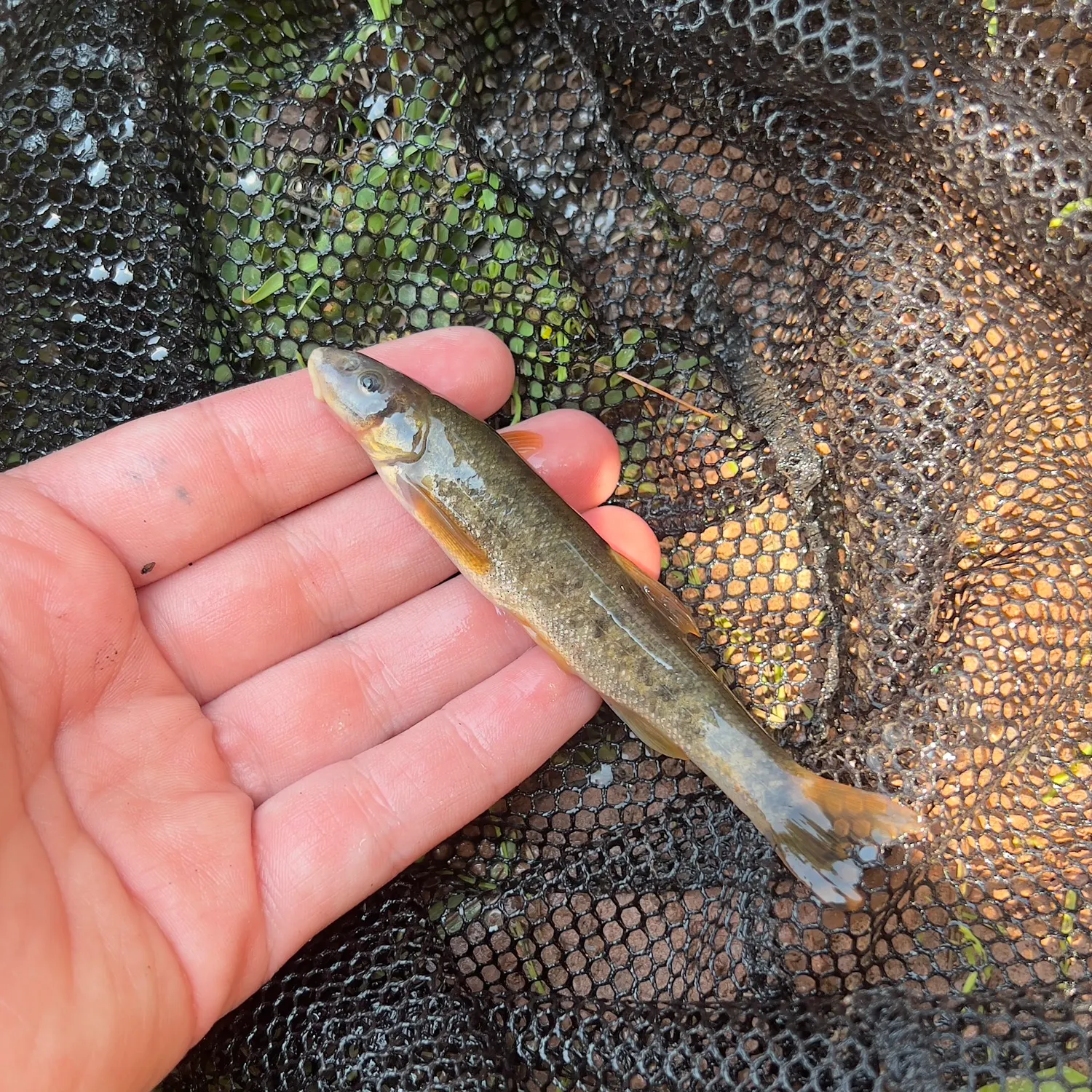 The most recent Longnose dace catches on Fishbrain