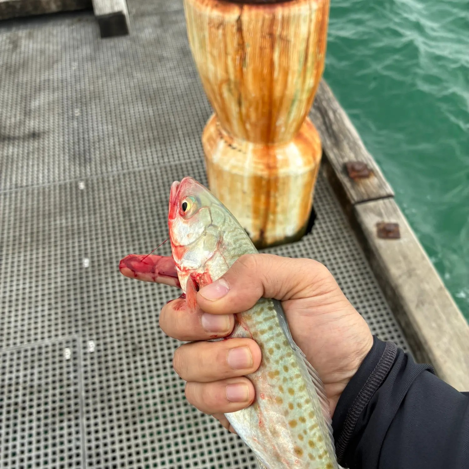 The most recent Eastern Australian salmon catches on Fishbrain