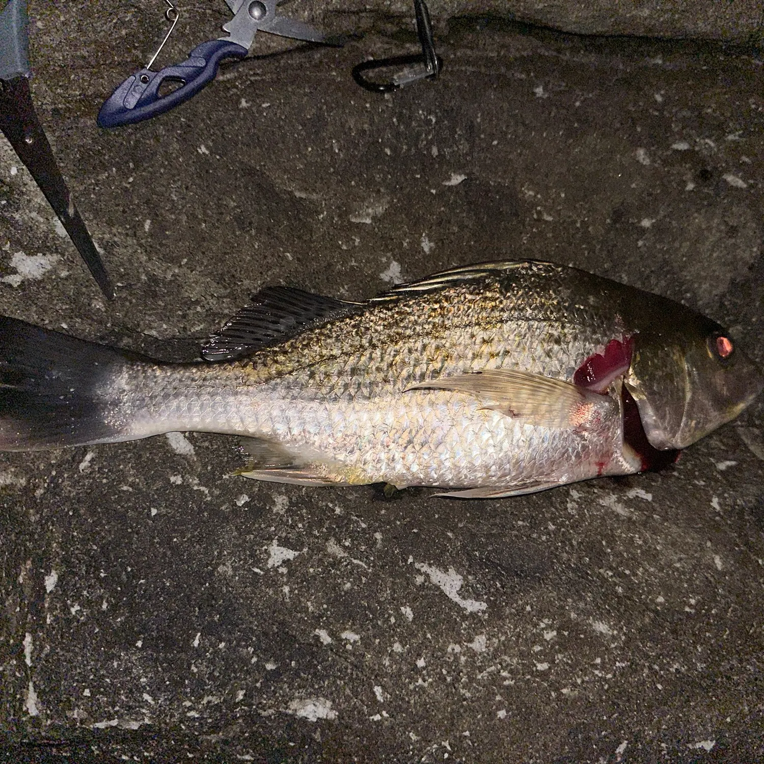 The most recent Blackhead seabream catches on Fishbrain