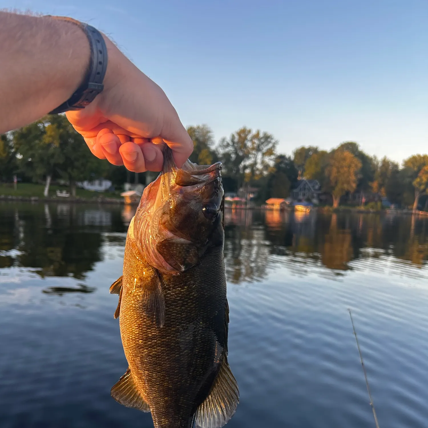 Smallmouth bass caught on Fishbrain
