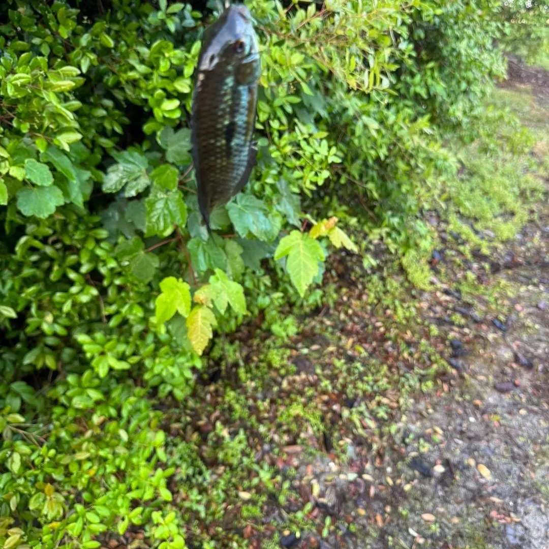 The most recent Chanchita catches on Fishbrain
