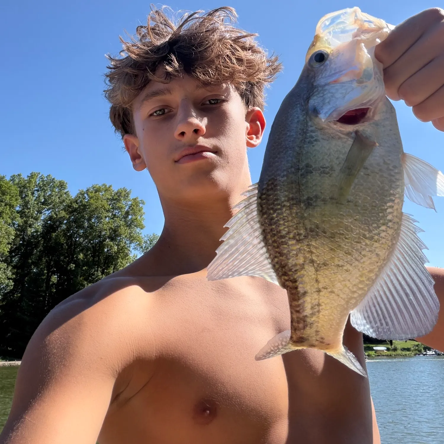 White crappie caught on Fishbrain