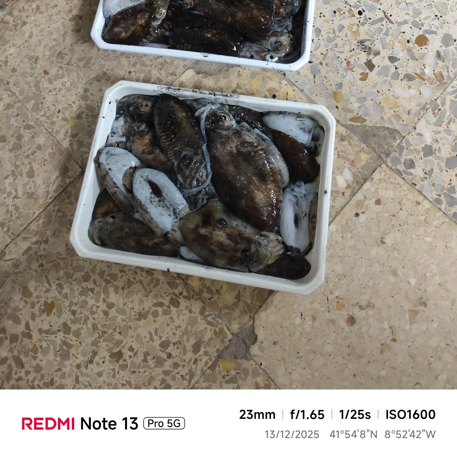 The most recent Common cuttlefish catches on Fishbrain