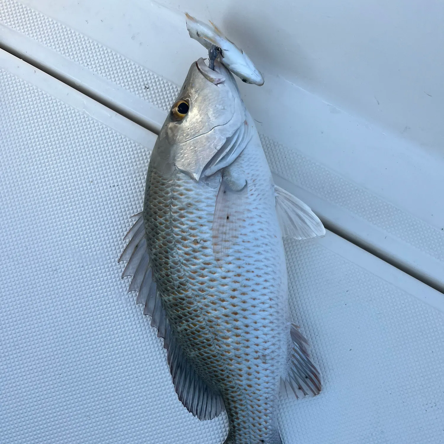The most recent Mangrove snapper catches on Fishbrain