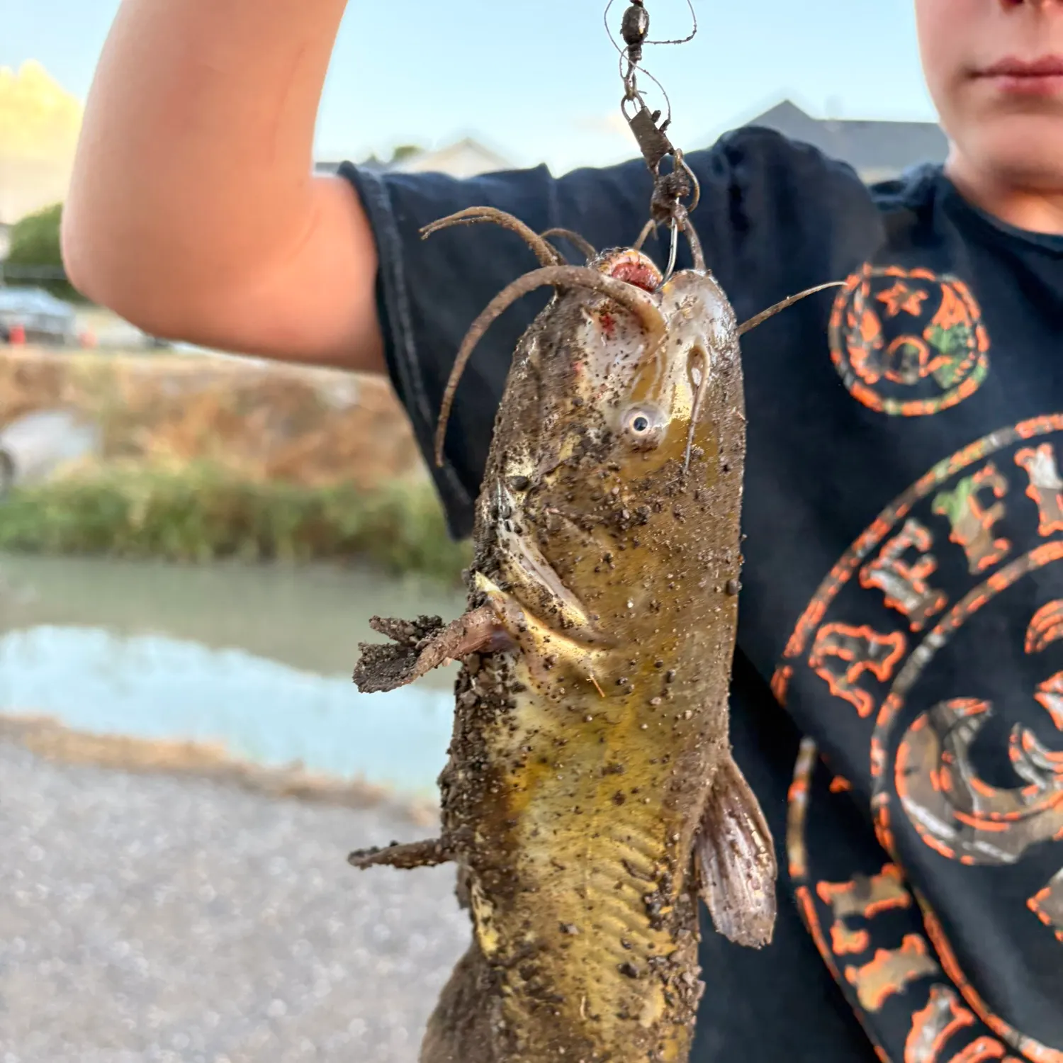 Yellow bullhead caught on Fishbrain