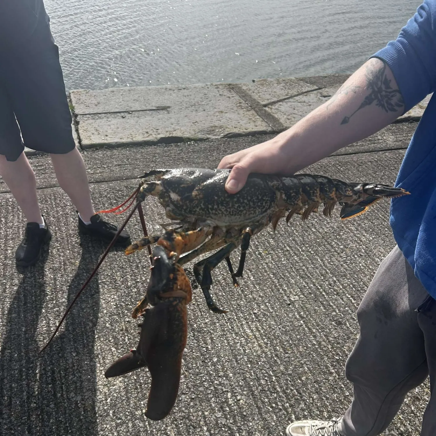 The most recent American lobster catches on Fishbrain