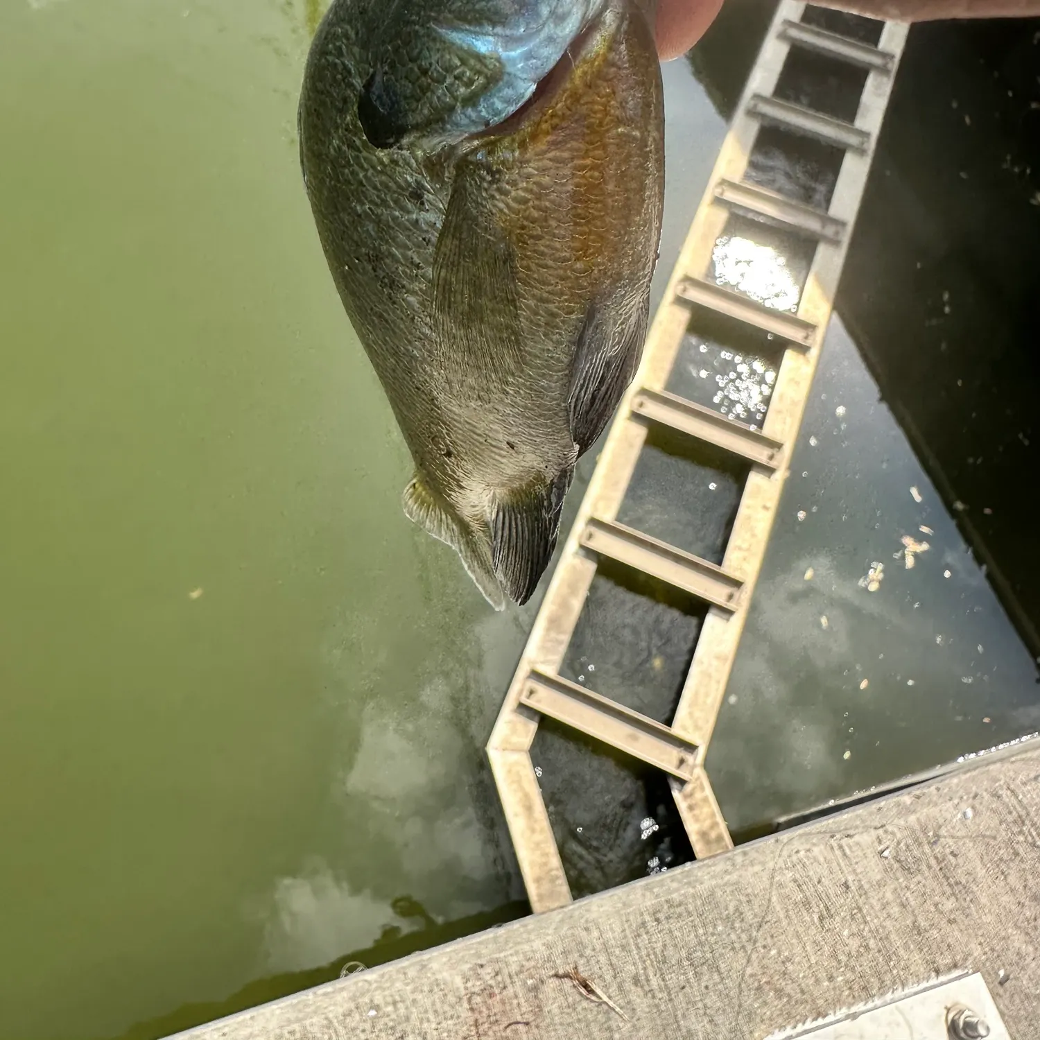 Bluegill caught on Fishbrain