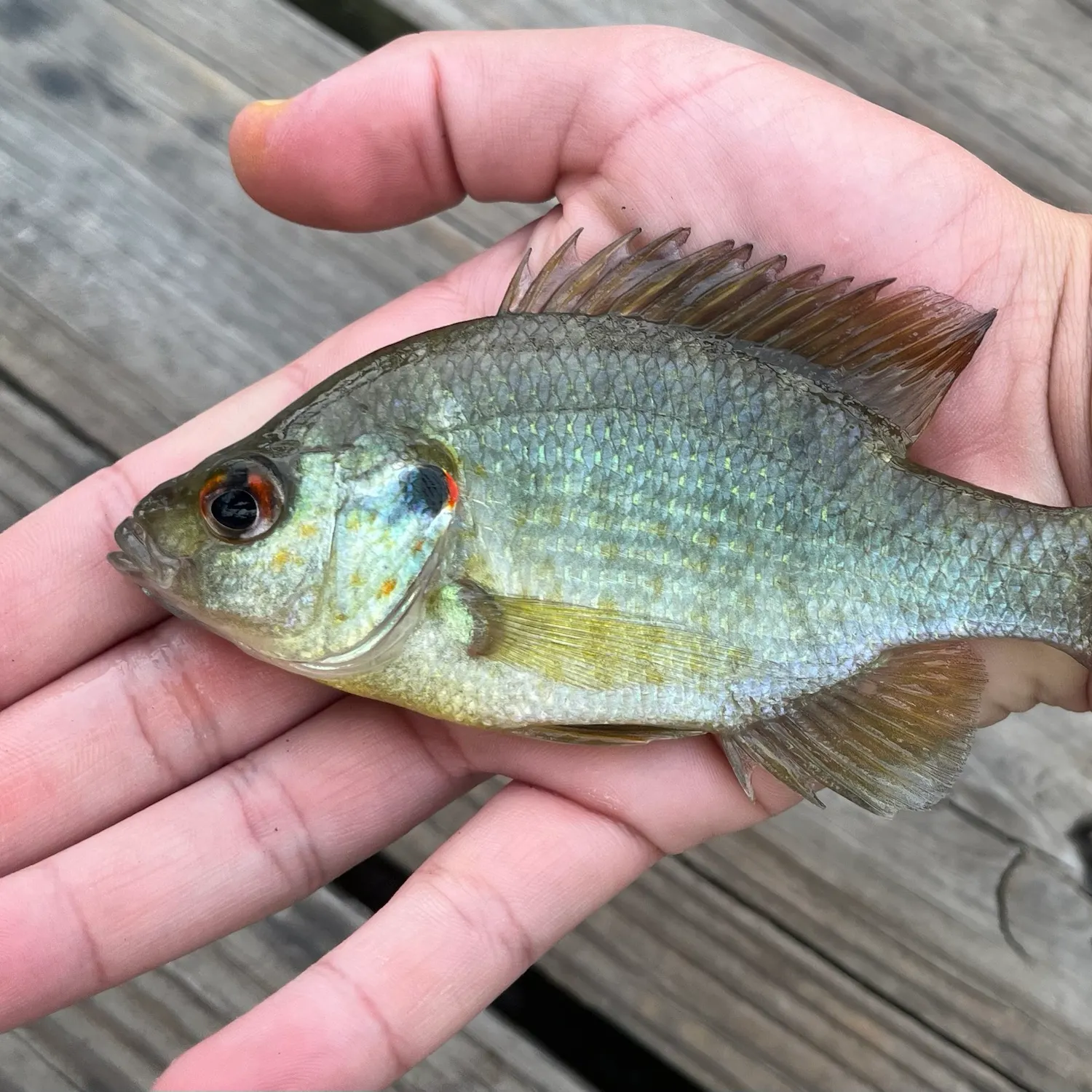 Redear sunfish caught on Fishbrain
