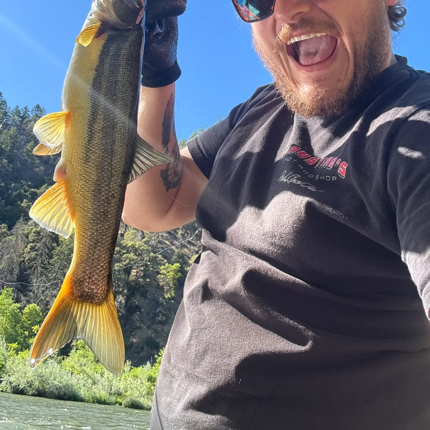 The most recent Umpqua pikeminnow catches on Fishbrain