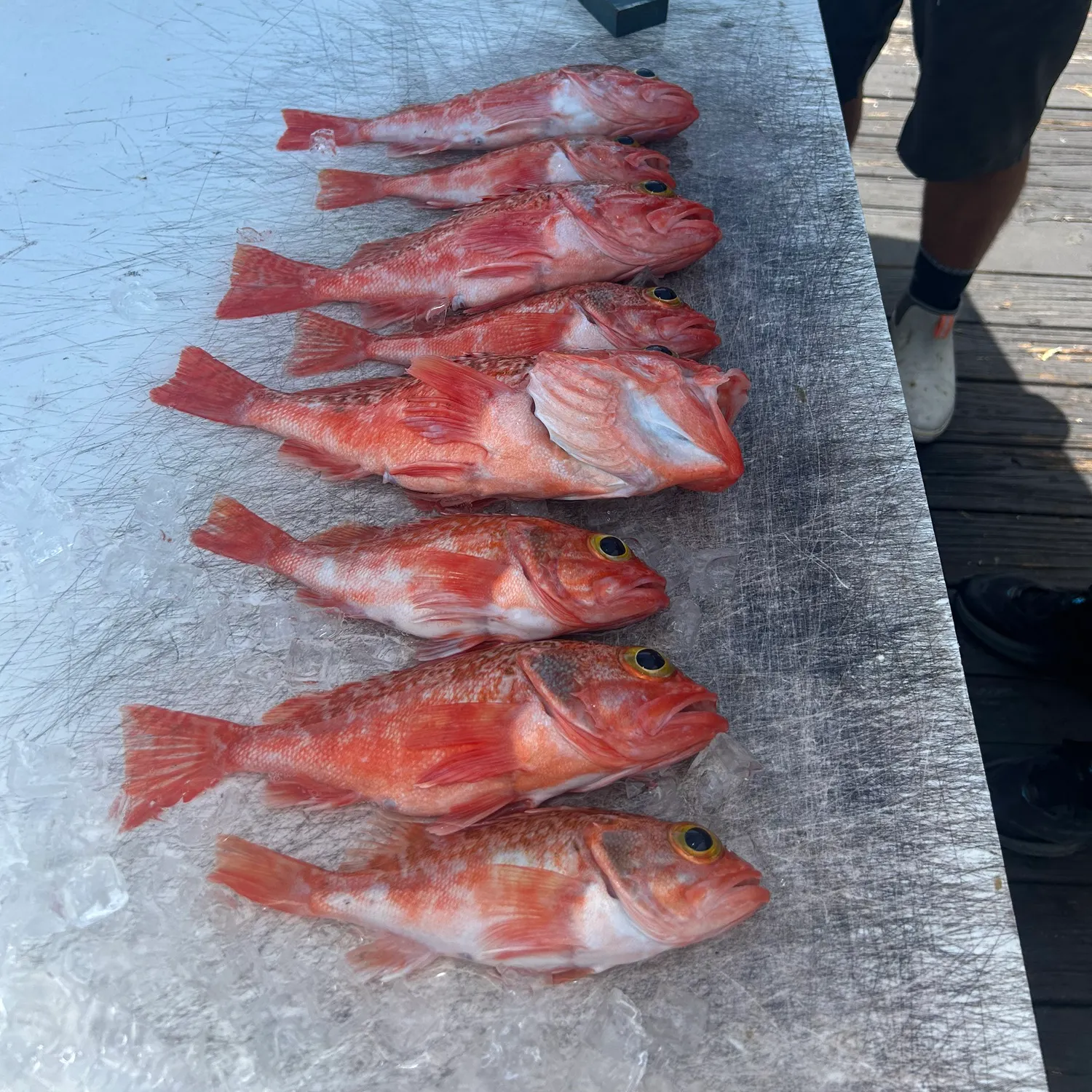 The most recent Blackbelly rosefish catches on Fishbrain
