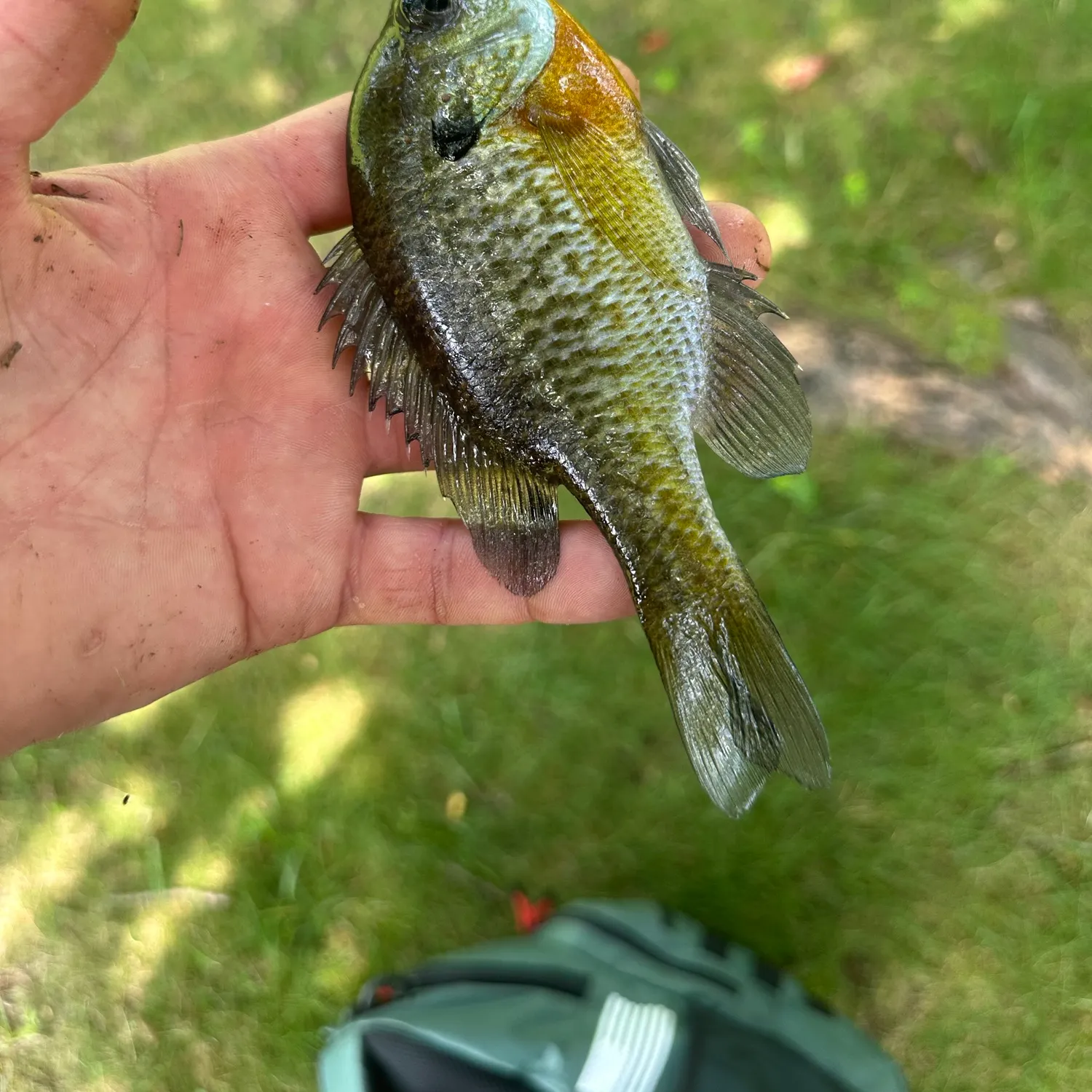 Bluegill caught on Fishbrain