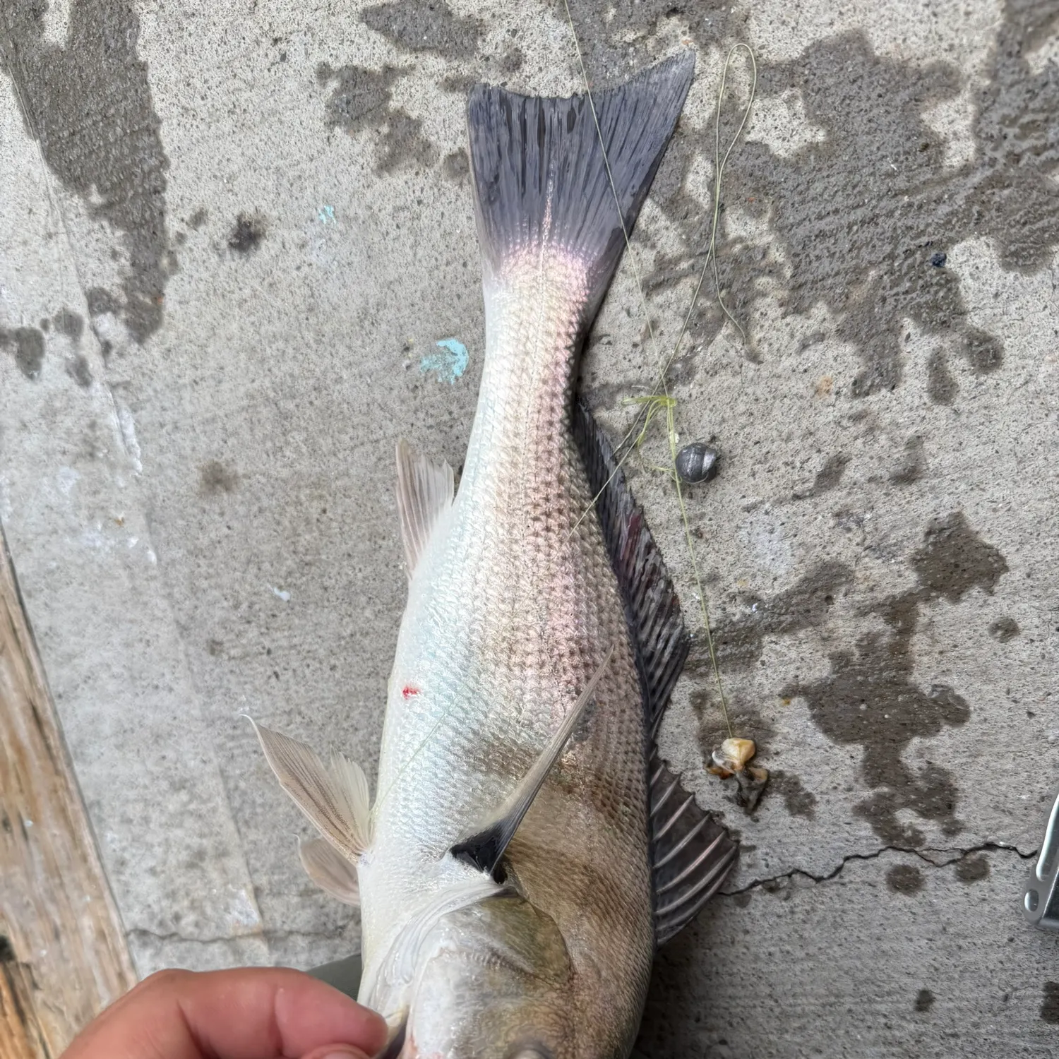 The most recent Spotfin croaker catches on Fishbrain