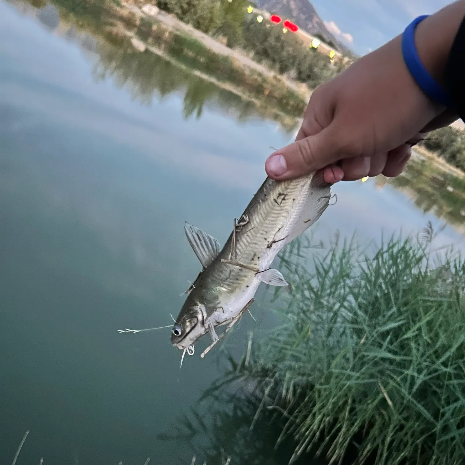 Channel catfish caught on Fishbrain