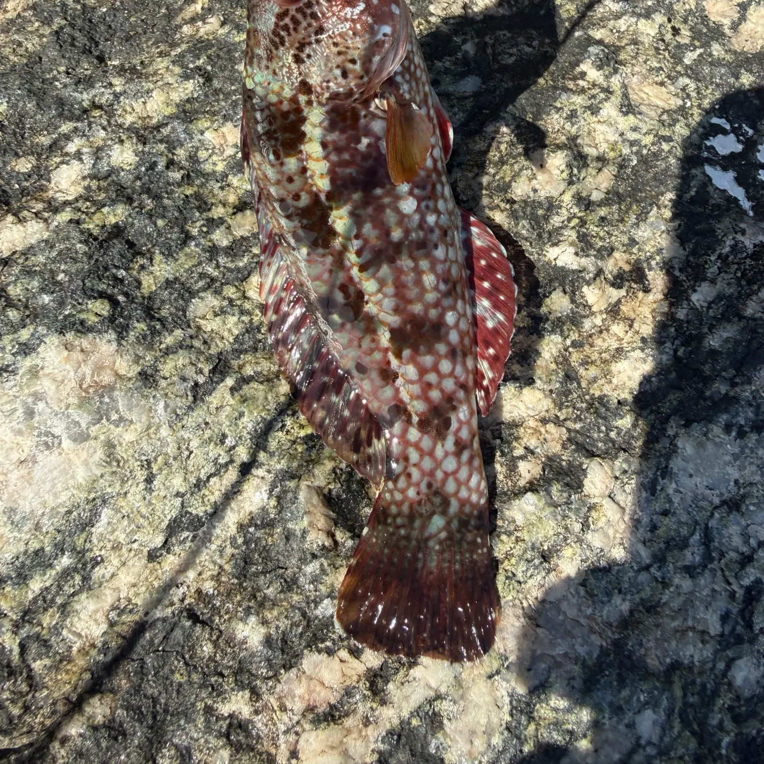 The most recent Brownspotted wrasse catches on Fishbrain
