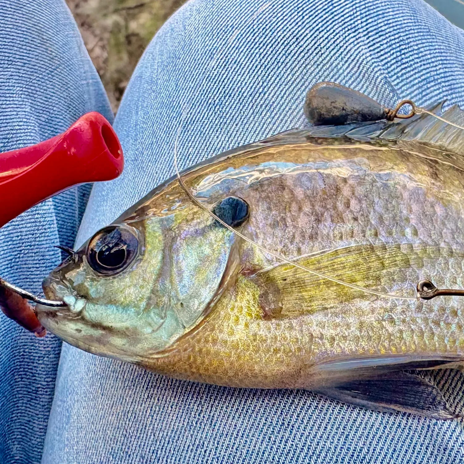 The most recent Bluegill catches on Fishbrain