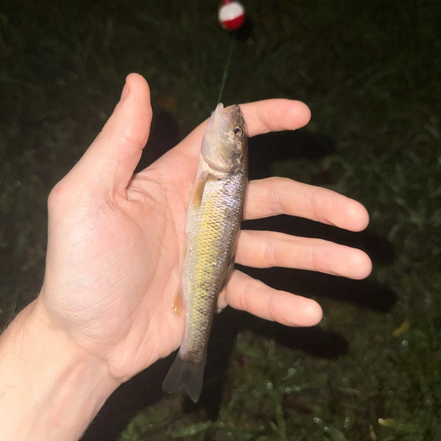 Creek chub caught on Fishbrain