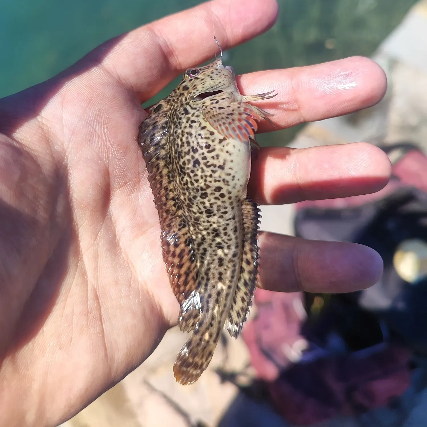 The most recent Rusty blenny catches on Fishbrain