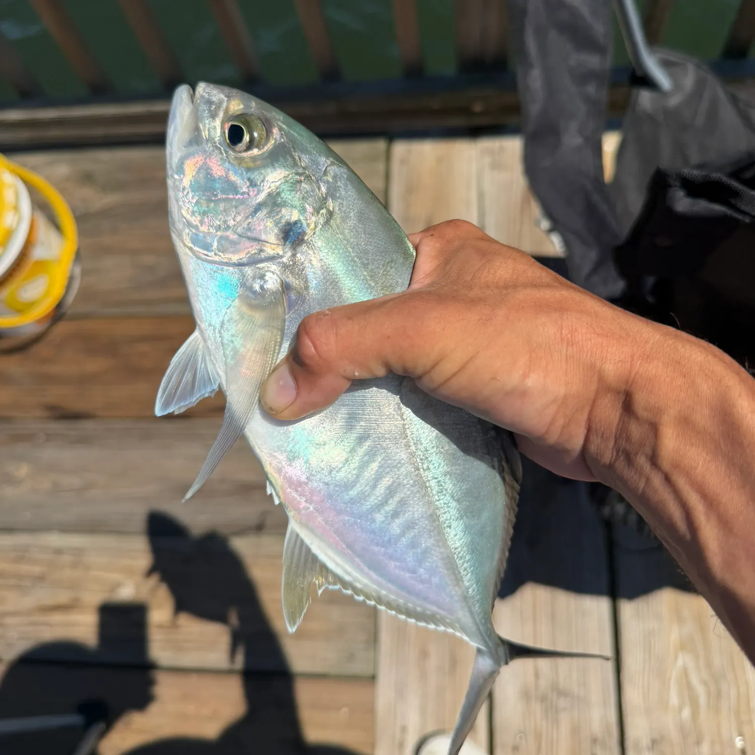 Blue runner caught on Fishbrain