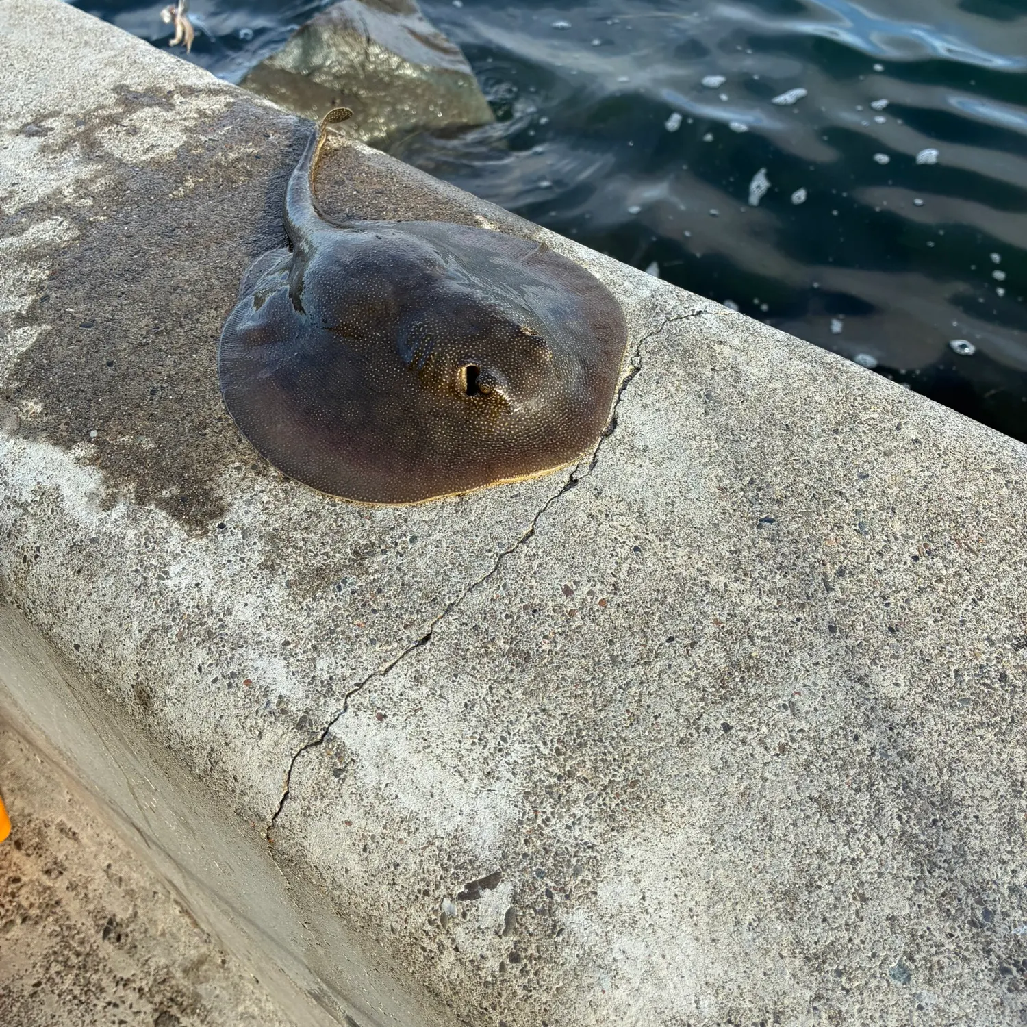 The most recent Haller's round ray catches on Fishbrain