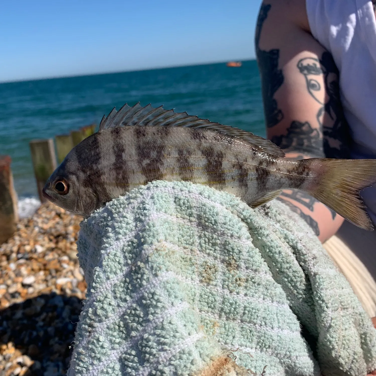 The most recent Black seabream catches on Fishbrain