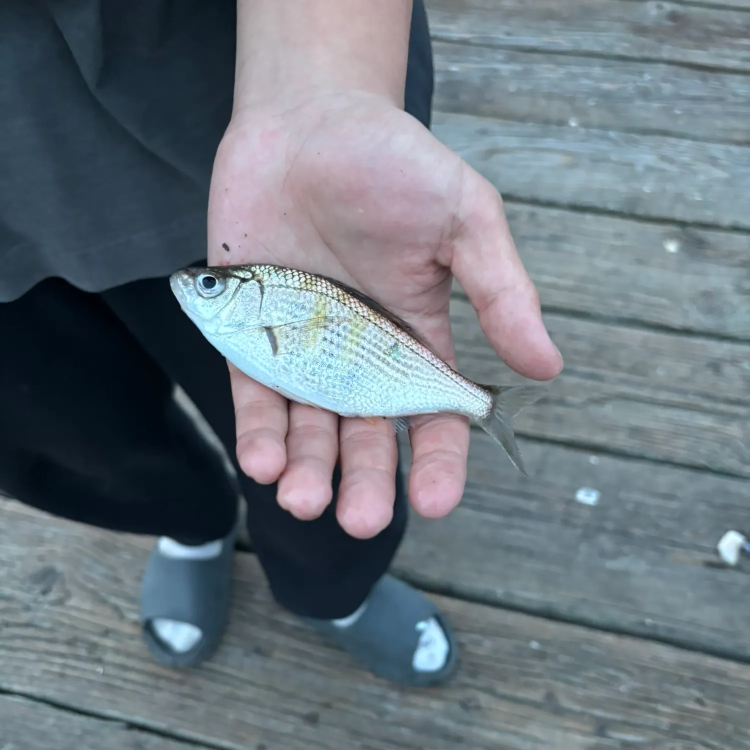 The most recent Barred surfperch catches on Fishbrain