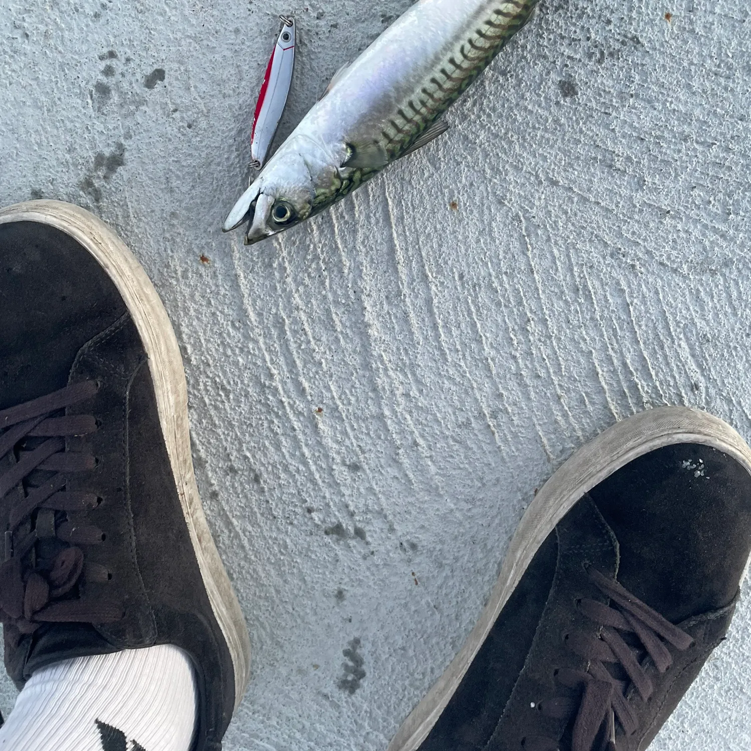 Atlantic mackerel caught on Fishbrain