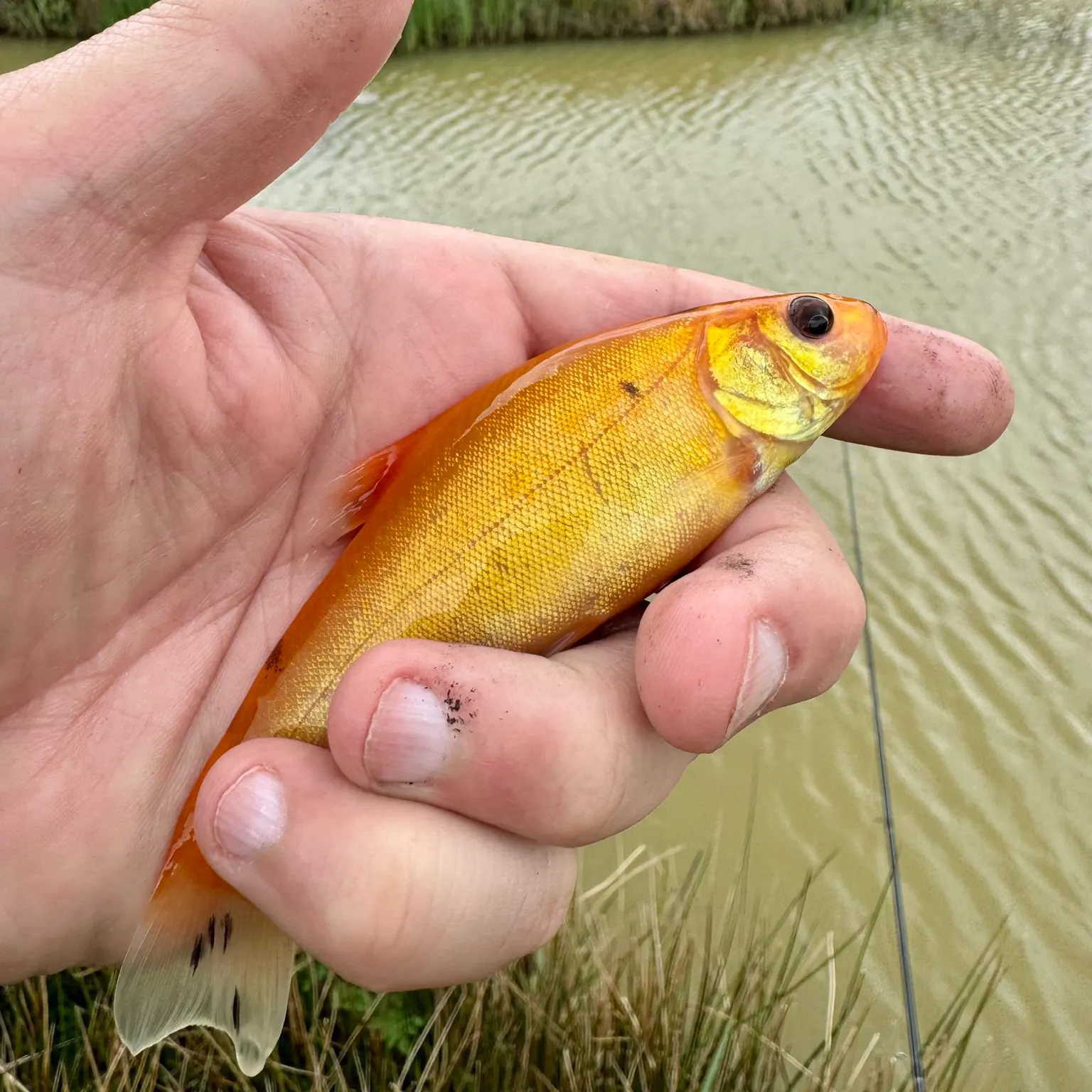 most liked catch image