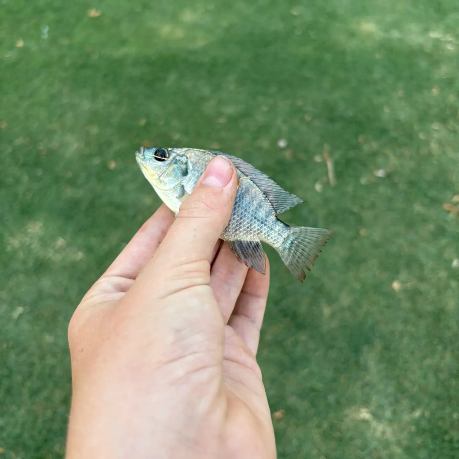 Nile tilapia caught on Fishbrain